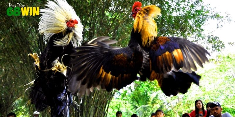 Hiểu chiến thuật, quan sát kỹ để tận hưởng trọn vẹn trận đấu